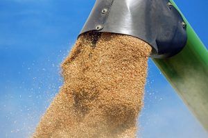 grains coming out of mill