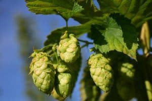 beer hops hanging on vine